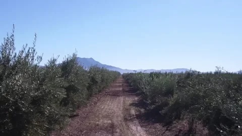 Drone flying over a rural olive grove plantation Vídeos de archivo 334098443