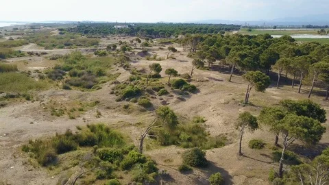 The drone is flying over the sandy terrain with trees. Stock Footage 93810727