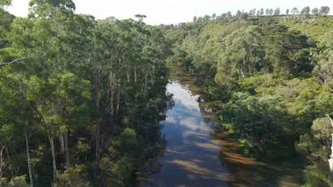 Drone flying over a secluded river in a dense green forest landscape 動画素材 336360796