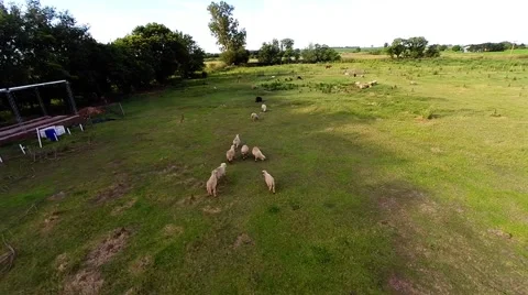 Drone flying over sheeps 스톡 동영상 63571456