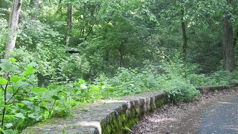 A drone flying over a small stone wall in a wooded area 動画素材 90459362