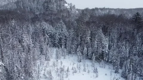 Drone flying over snow covered trees in winter with snow Stock Footage 296182169