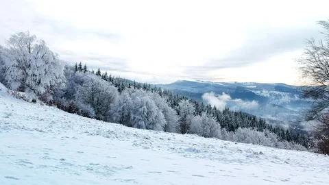Drone flying over snowy forest trees Stock Footage 84472018