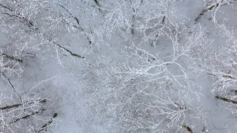 Drone flying over snowy forest trees Stock Footage 84585474