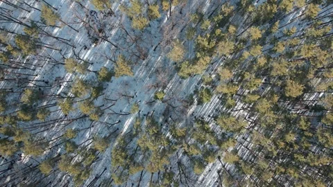 Drone Flying Up over Snowy Forest Tops Stock Footage 319801603