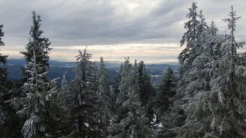 Drone flying over snowy pine forest Stock Footage 126904033