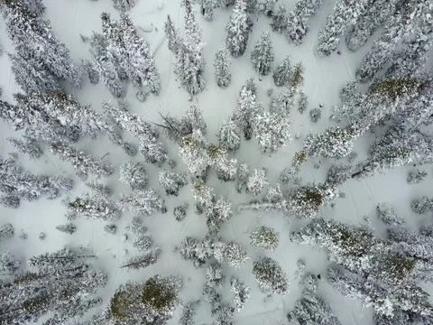 Drone flying over snowy trees looking down 스톡 동영상 71359746