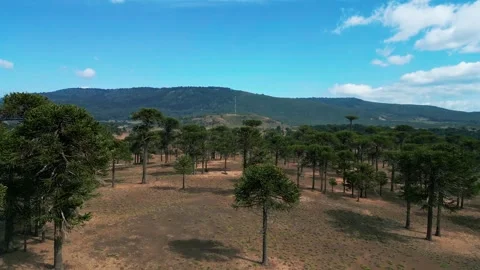 Drone flying over sparse native araucaria forest on arid plain with green Vídeo Stock 331213055