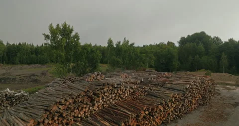 Drone Flying Over Stacked Logs at Swedish Forestry Site with Forest Background Stock Footage 346411510