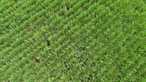 Drone flying over sugarcane field plantation work in progress Stock Footage 307119848