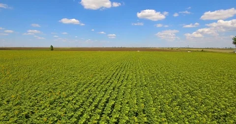 Drone flying over a sunflower field in summer day Stock Footage 84824448
