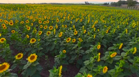 Drone flying over sunflowers. Pack of 3. Stock Footage 55263652