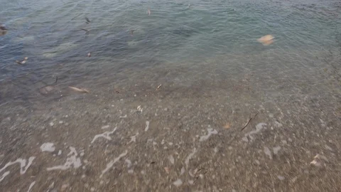 Drone flying over swimmer Stock Footage 118838476