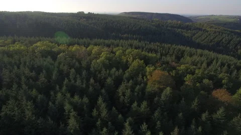 Drone Flying Over Tall Trees Forest Stock Footage 141504087