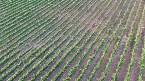 Drone flying over Temecula Wine Country Stock Footage 76238646
