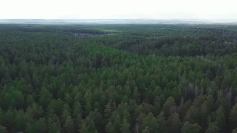 Drone flying over a thick green pine tree forest Stock Footage 333834565