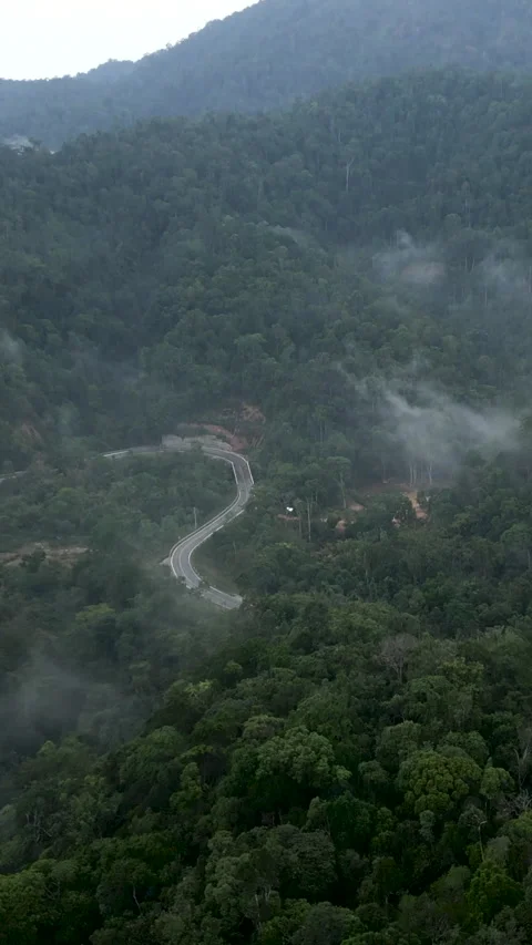 Drone flying over the thick jungle above the cart and the forest on a foggy day Stock Footage 278240827