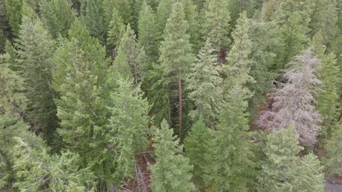 Drone flying over the top of the trees Stock Footage 145910070