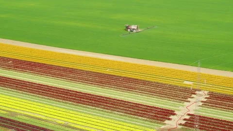 Drone flying over a tractor fertilizing a green field next to a tulip field Video stock 273863375