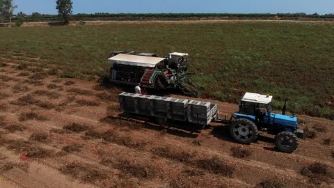 Drone flying over tractor working in tomatoes field-Industrial harvesting Stock Footage 98089446