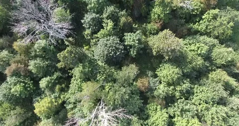 Drone Flying Over Tree Tops In Forest Quickly Stock Footage 88940698