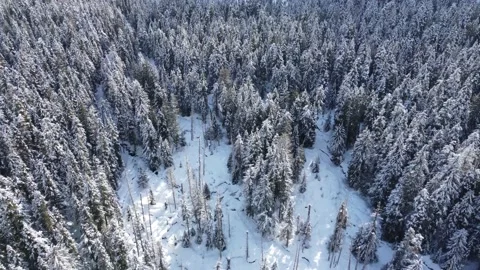 Drone flying over trees and snow BC Canada Stock Footage 149542569