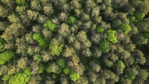 Drone Flying Over a Trees, Beautiful Polish Landscape Stock Footage 246006141