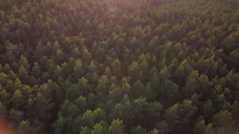 Drone flying over trees - epic sun flare at golden hour Video stock 170331473