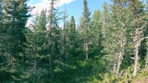 Drone flying up over the trees in forest Stock Footage 120646622