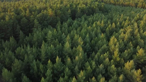 Drone flying over trees in northern Europe Video stock 170328048