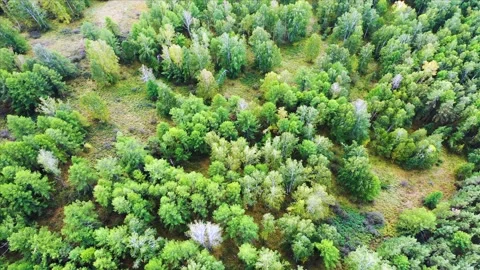 Drone flying over treetops. Mixed forest as the basis of the ecosystem. Video stock 211964783