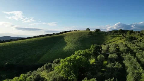 Drone Flying Over Tuscan Olive Grove and Rolling Hills in Tuscany, Grosseto, Stock Footage 335818139