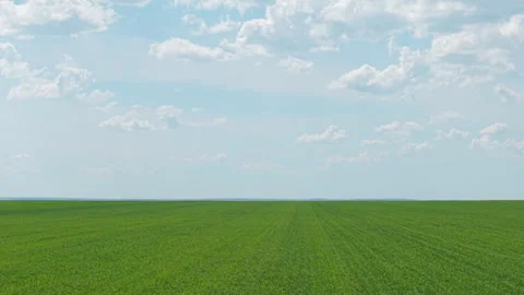Drone Flying Over Vast Green Wheat Field in the Bulgarian Countryside on a Stock Footage 310368799