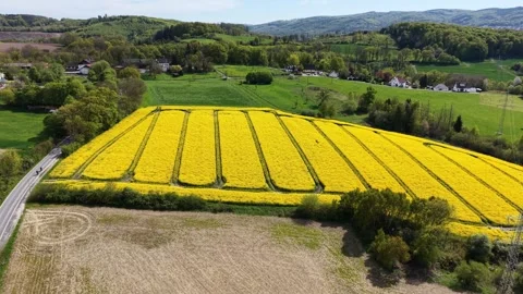 Drone flying over a vibrant yellow canola field in a beautiful green rural la Stock-Footage 333645545