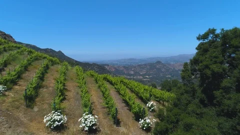 Drone flying over Vineyard Stock Footage 115238585