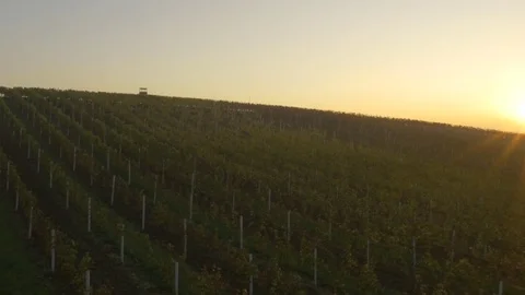Drone flying over vineyard, sunset Stock Footage 78906885