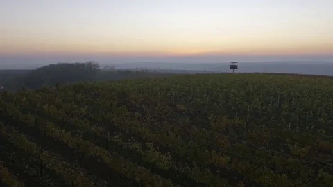 Drone flying over vineyard, sunset Stock-Footage 78907057