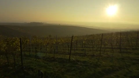 Drone flying over vineyard, sunset Stock Footage 78907232