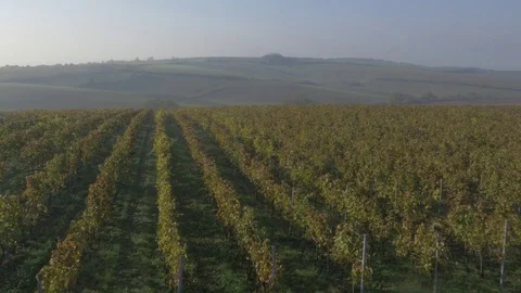 Drone flying over vineyard, sunset Stock Footage 78907720