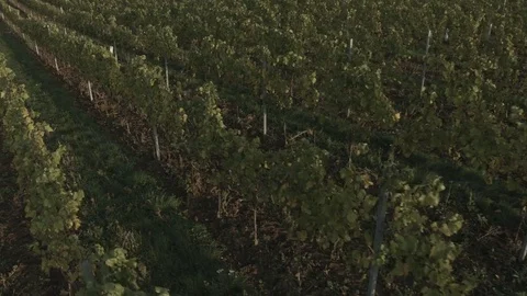 Drone flying over vineyard, sunset Stock Footage 78907922