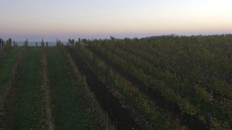 Drone flying over vineyard, sunset Stock Footage 78908099