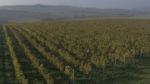 Drone flying over vineyard, sunset Stock Footage 78908156