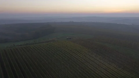 Drone flying over vineyard, sunset Stock Footage 78908249