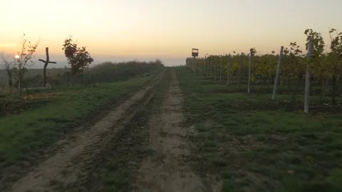 Drone flying over vineyard, sunset Stock Footage 78909055