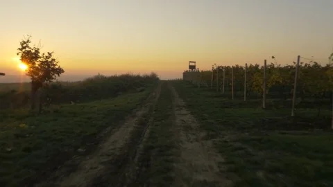 Drone flying over vineyard, sunset Stock Footage 78909386