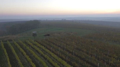 Drone flying over vineyard, sunset Stock Footage 78909645