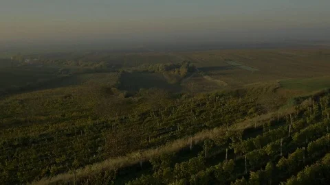 Drone flying over vineyard, sunset Stock Footage 78910228