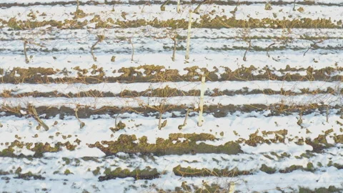 Drone flying over a vineyard in winter Видео 170758767