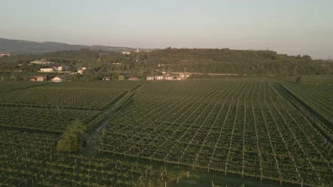 Drone flying over vineyards Stock Footage 138134655