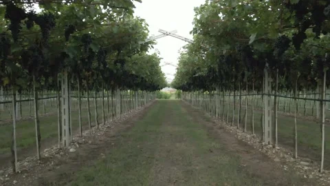 Drone flying over vineyards Video stock 138134953